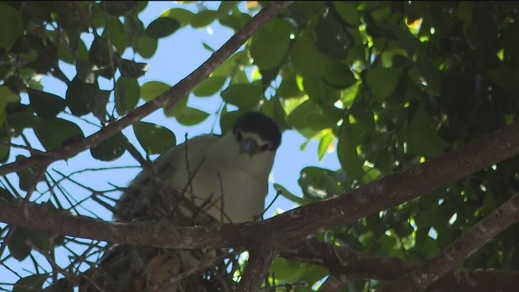 Oakland's official bird among those threatened with removal of downtown trees for housing complex — CBS Bay Area (KPIX), Larkspur Real Estate news