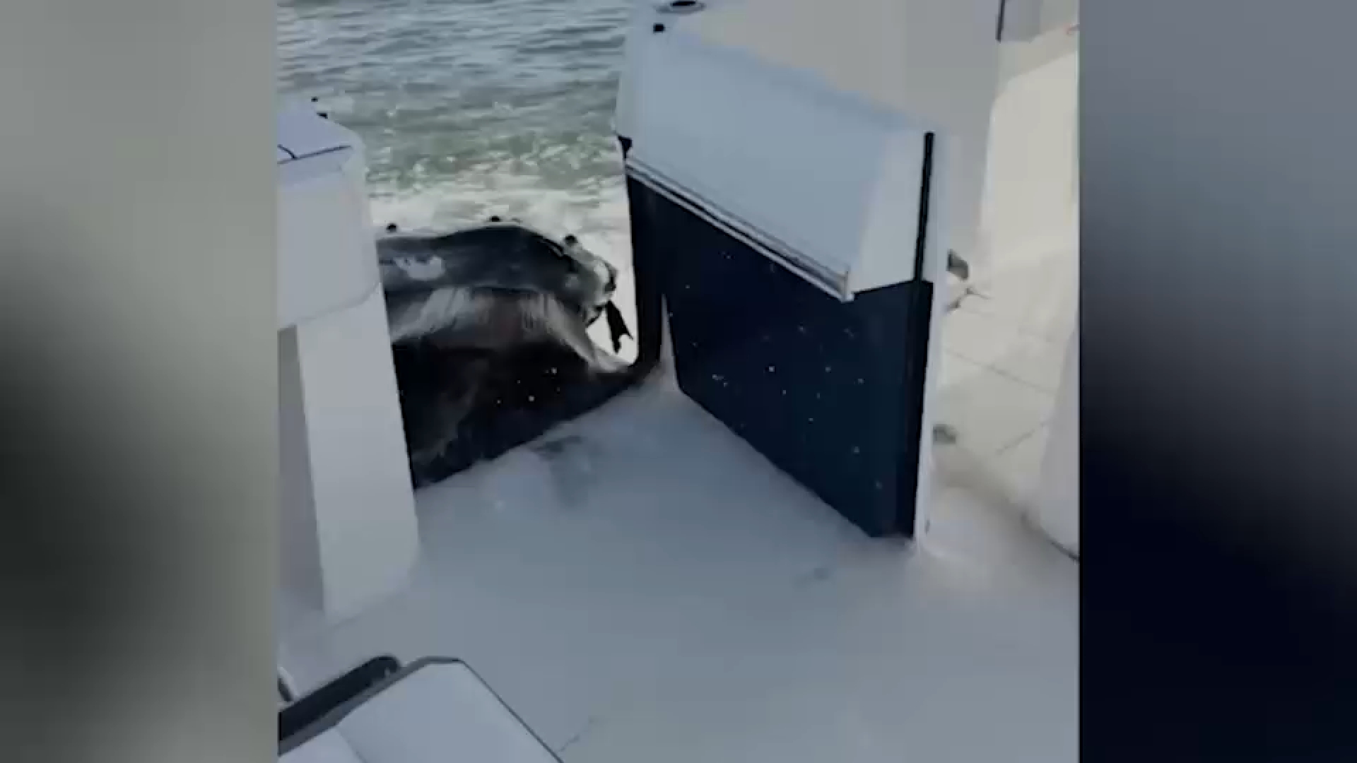 Video captures humpback whale crashing into boat off Long Island
       — ABC 7 Bay Area, Larkspur Community news