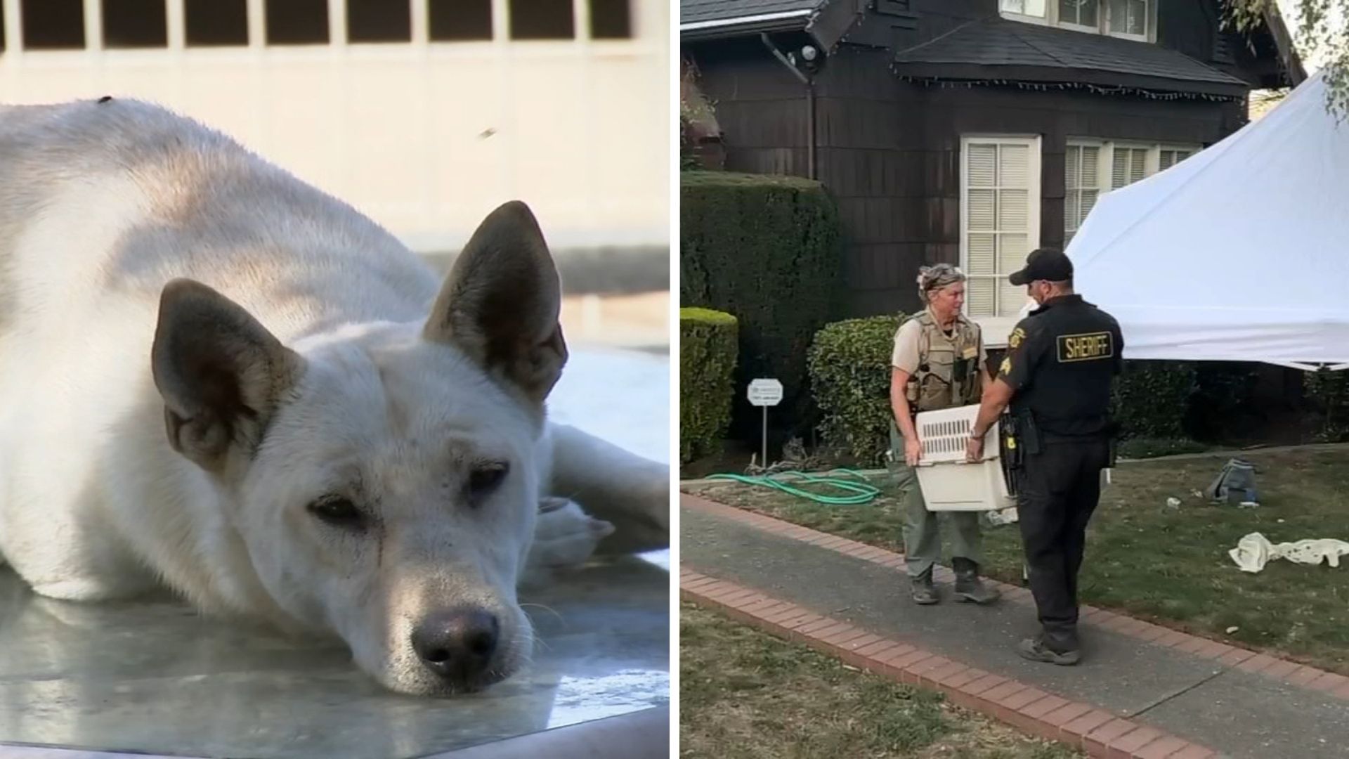 44 dogs removed from Vallejo 'hoarder' home linked to convicted breeder in animal cruelty case
— ABC 7 Bay Area, Larkspur Real Estate news