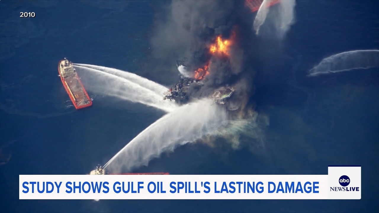 Marine life dramatically declined in Gulf of Mexico in years after BP oil spill, study finds

       — ABC 7 Bay Area, Larkspur Community news