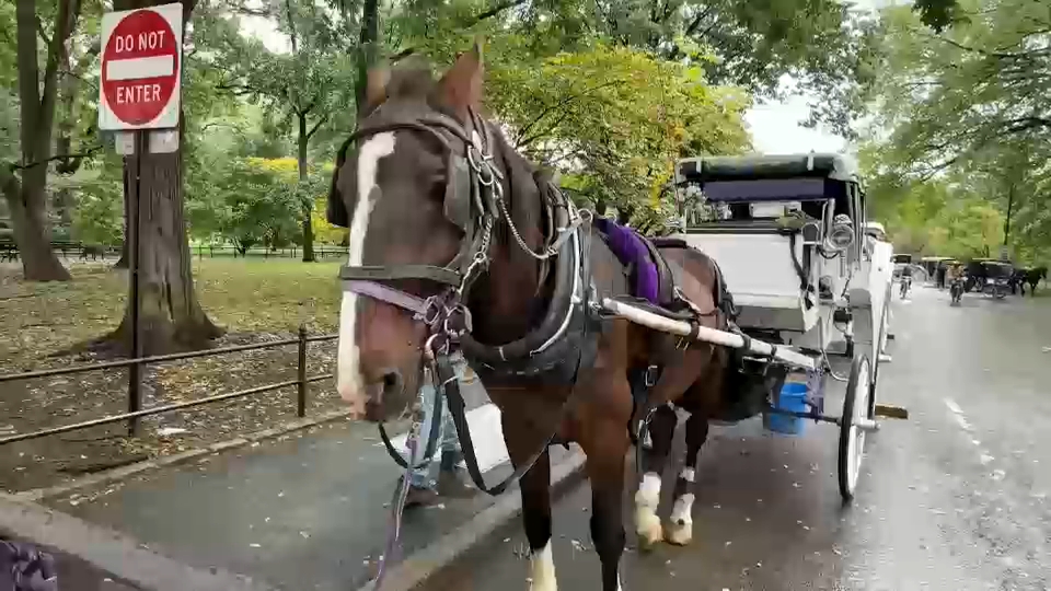 New York City Council passes law to phase out horse-drawn carriages by 2028
       — ABC 7 Bay Area, Larkspur Government news