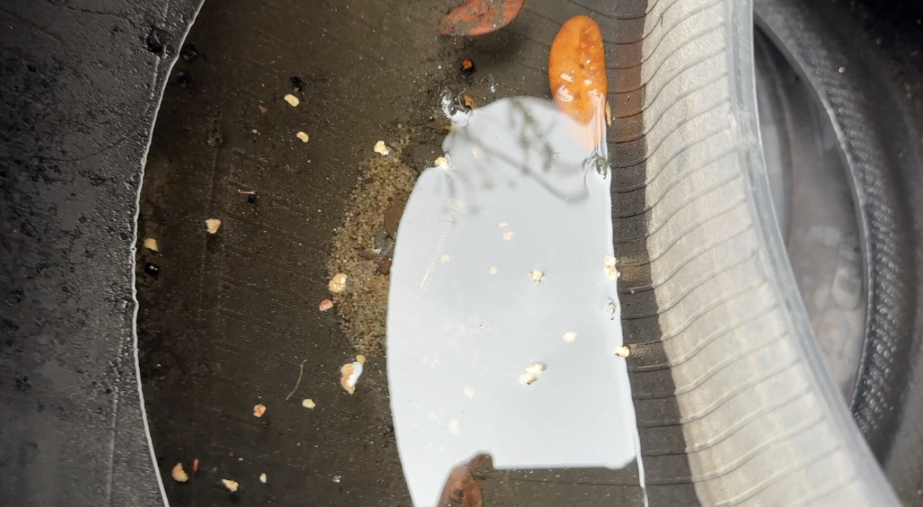 Dengue response: What Tampa Bay 28 found at a West Tampa tire shop — WFTS ABC Action News Tampa, Larkspur Real Estate news