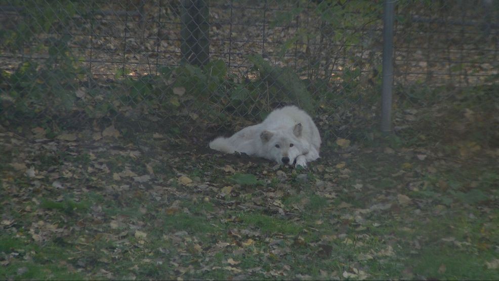 Bay Beach Wildlife Sanctuary plans 564-acre habitat restoration, construction eyed in 2028 — Fox 11 Green Bay Local, Larkspur Community news