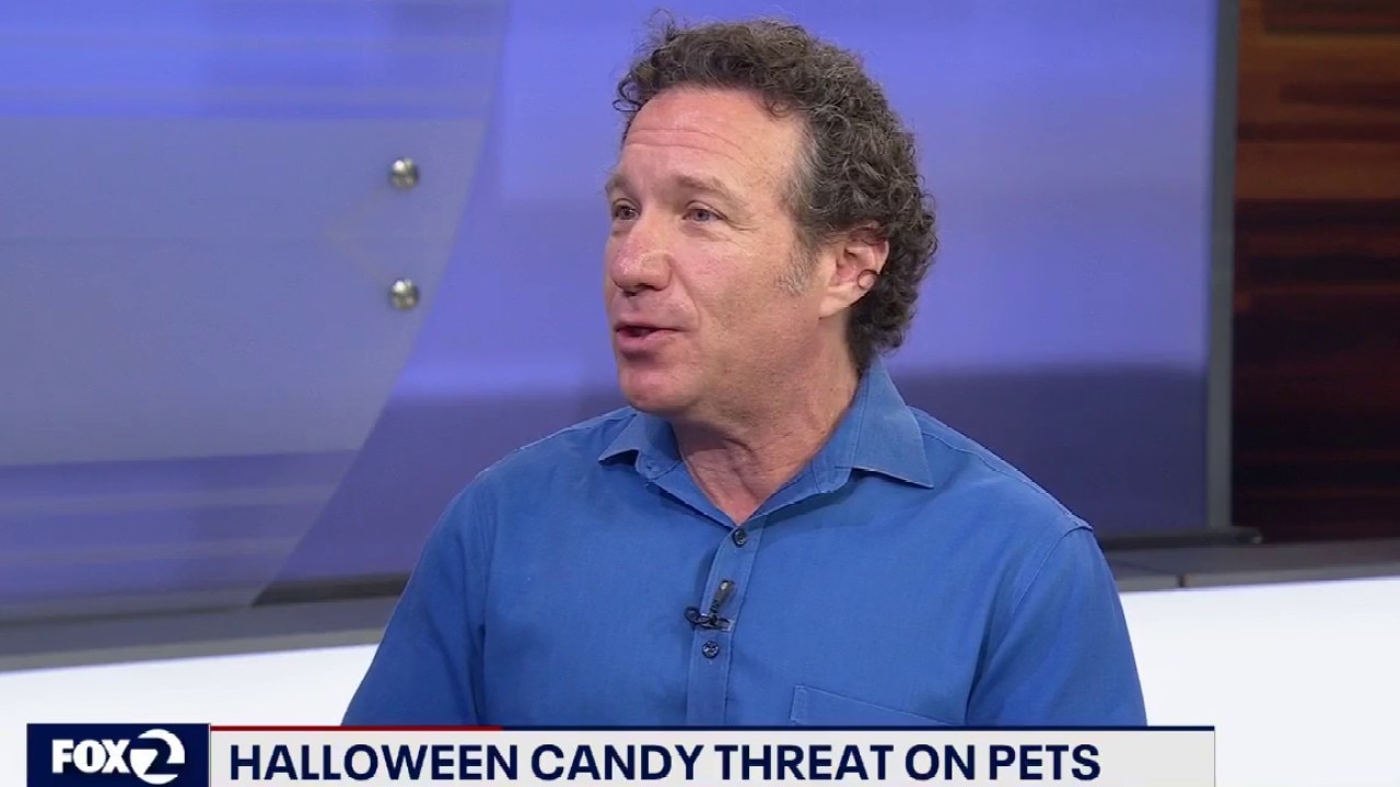 Protecting pets during Halloween — KTVU FOX 2 Bay Area
