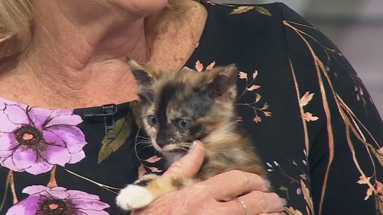 Celebrating National Cat Day with Contra Costa Animal Services — KTVU FOX 2 Bay Area
