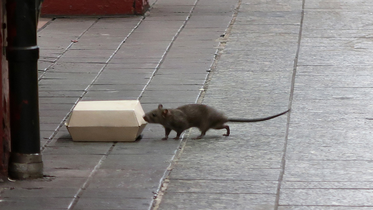 Rats and mice are the worst in these U.S. cities, new ranking finds — KTVU FOX 2 Bay Area, Larkspur Business news