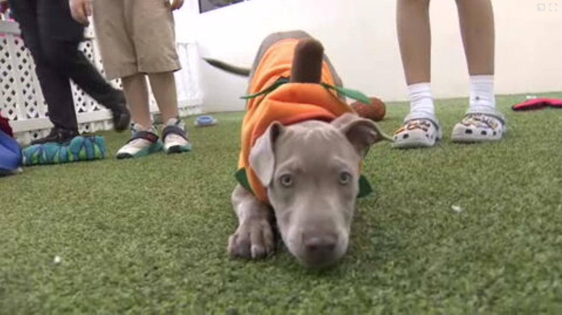 Count Barkula Halloween Festival connects families to shelter dogs in Dania Beach — WSVN 7 Broward, Larkspur Arts news